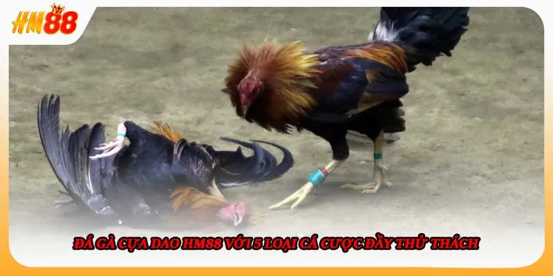 Đá Gà Cựa Dao HM88 Với 5 Loại Cá Cược Đầy Thử Thách